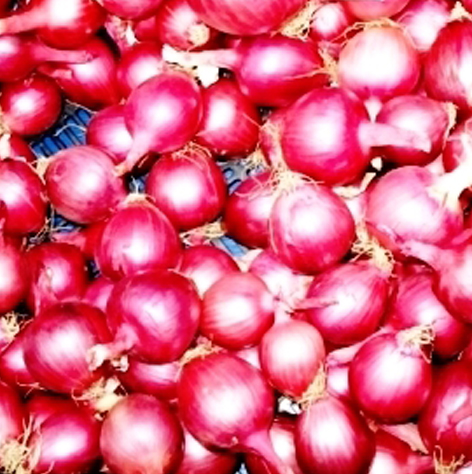 onion2